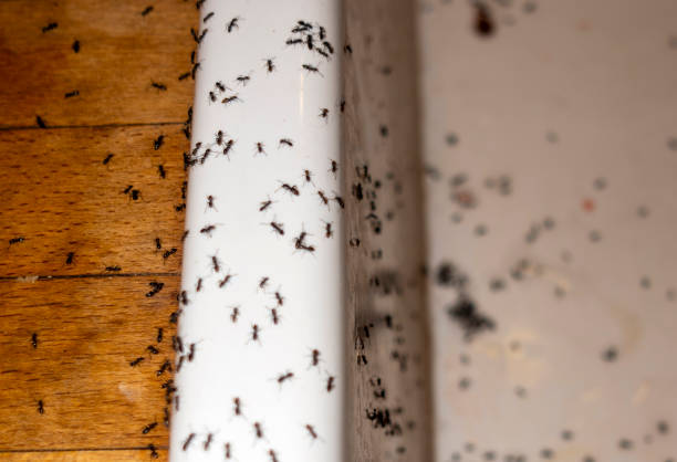 Best Wildlife Control Services  in Johnston, SC