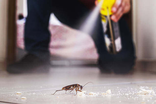 Best Flea Control Services  in Johnston, SC